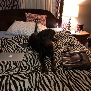 Meet your Posher, Allie